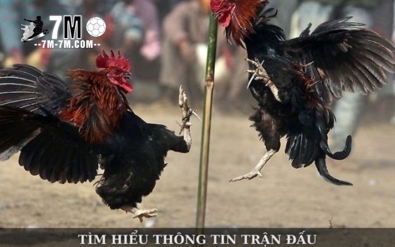 Mẹo chơi cá cược đá gà trực tuyến Sabong67 hiệu quả hơn Mẹo chơi cá cược đá gà trực tuyến Sabong67 hiệu quả hơn